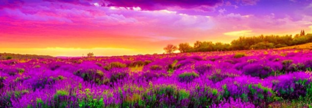 cropped-pink-purple-sky-and-spring-nature-landscape-header.jpg